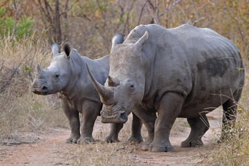 White rhinocerous with calf, Ceratotherium simum #1
