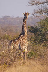 Alert giraffe in thorny bushveld