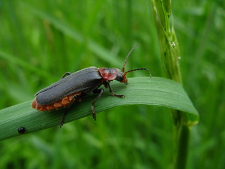 Cantharis Rustica