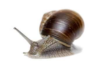 Schnecke