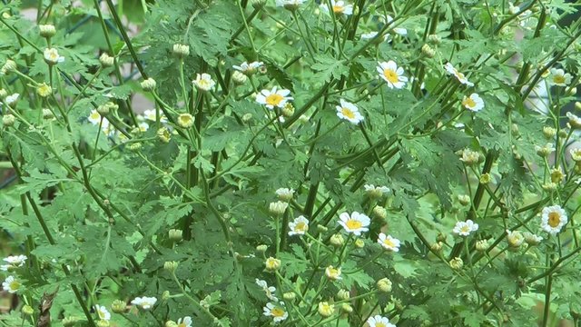 Erba aromatica con fioritura