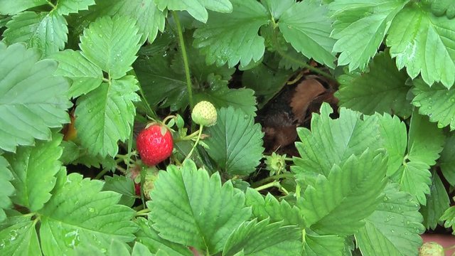 Fragola matura