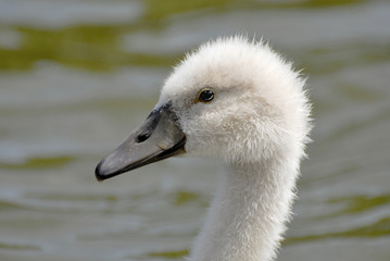 Portrait de jeune cygne blanc (cygneau)