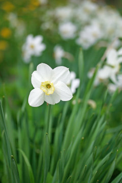 blossoming narcissus