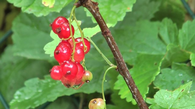 Ribes rosso