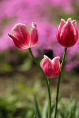 Red tulips in the garden