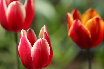 Red tulips in the garden