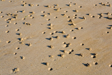 Low tide. Lugworm (arenicola marina) casts on a beach