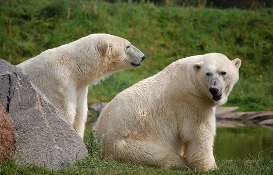 Eisbärenpaar