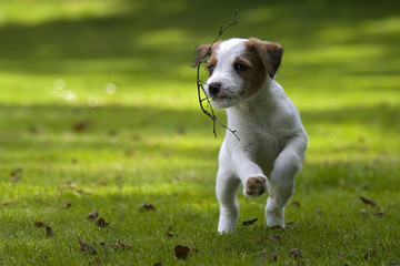 Parson Jack Russell Terrier Welpe