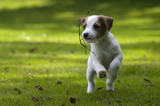 Parson Jack Russell Terrier Welpe