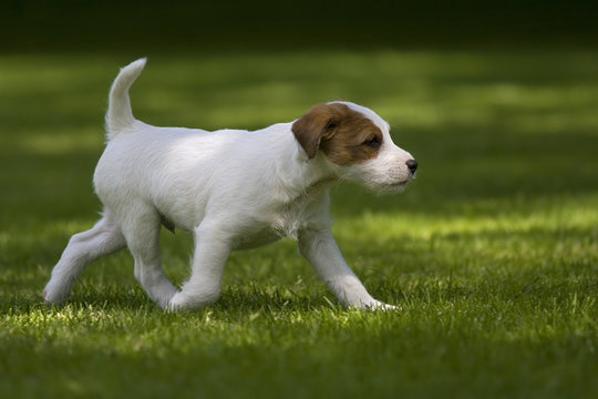 Parson Jack Russell Terrier Welpe