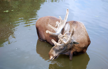 Elchbulle