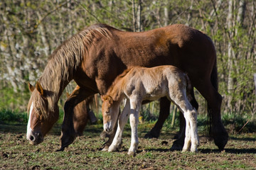 Obraz premium Yegua y potro