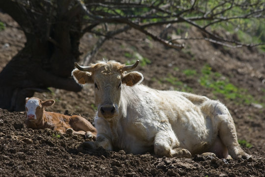 Vaca y ternera yaciendo