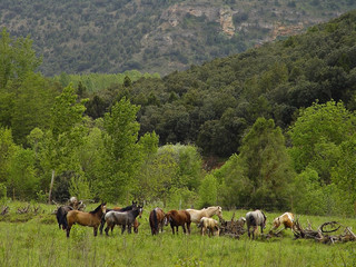 Campiña cerca del monasterio de San Pedro de Arlanza