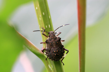 stinkbug