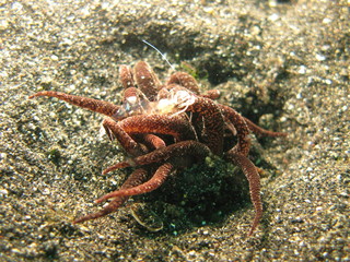 Anemone et crevette