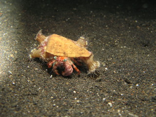 Bernard l'ermite