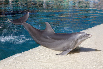 Dolphin in a blue water