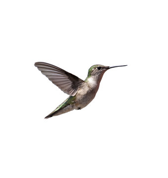 Flying Hummingbird Isolated On White