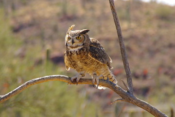 Owl - Eule
