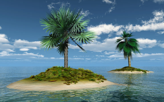 palms on island