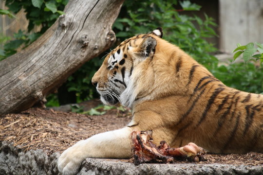 Amurtiger