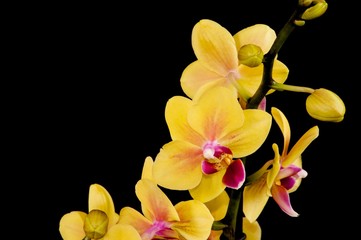 Fototapeta na wymiar gelbe Orchideenblüten