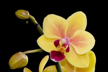 Orchidee Blüte gelb mit Knospen