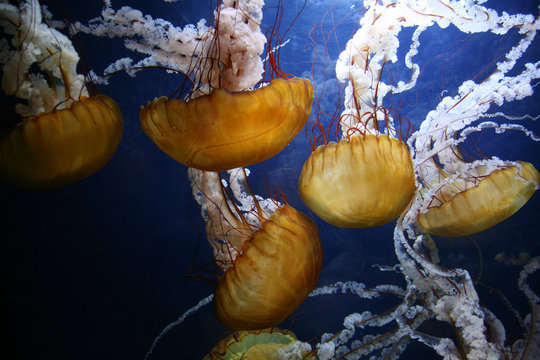 meduses