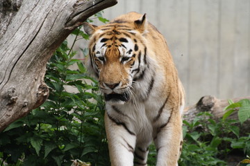 Amurtiger 8
