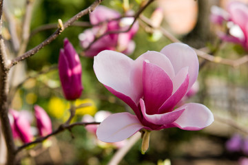 Obraz premium Pink magnolia blossom.
