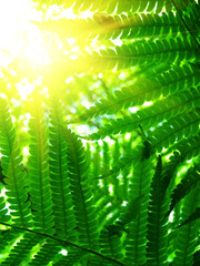 Fern leaves
