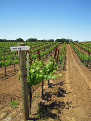 Fototapeta na wymiar Atrakcyjne winnic w Napa Valley w Kalifornii, z nowych wzrostu