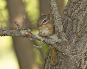 Naklejka na ściany i meble Young Squirrel Sitting in Tree