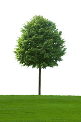 Baum