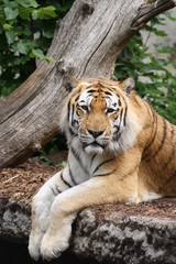 Obraz premium Amurtiger 18