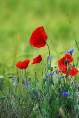 Obraz premium amapolas