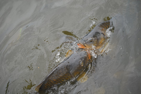 Karpfen im Kampf ums Fressen