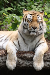 Amurtiger 28