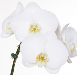 White Orchids On White Background