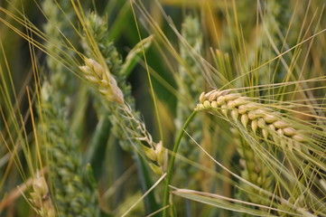 Wheat Field Detail