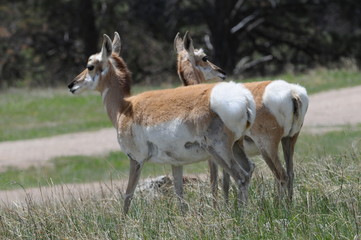 antelope two ND