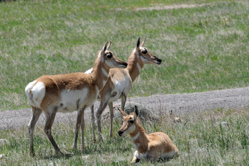 antelope three