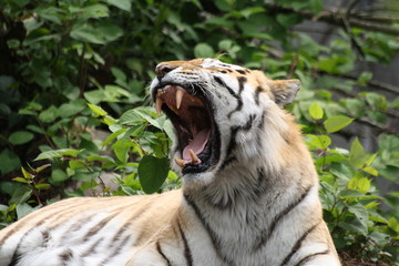 Amurtiger 36