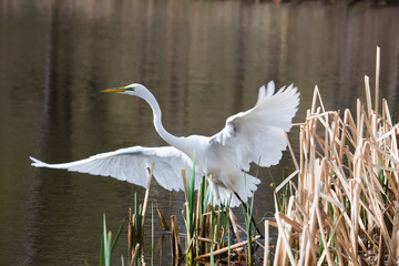 Great Egret Taking Off
