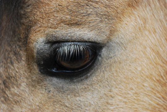 Les yeux