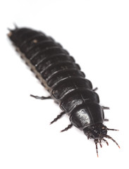 Ground beetle larvae isolated on white background.