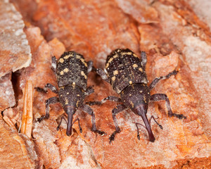 Pissodes weevils (Pissodes pini) Male and female.